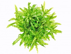 Kleiner Wasserstern - Pogostemon helferi